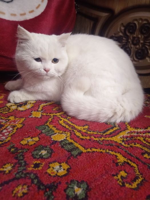 Shinshilla shinshila