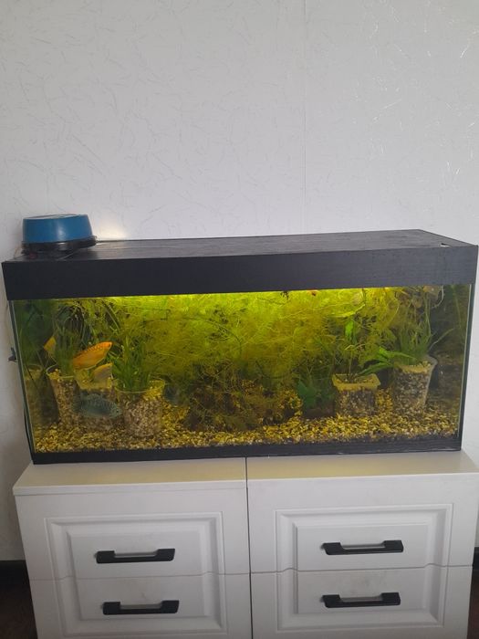 Продам аквариумное растение