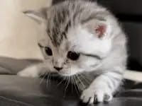 Скотиш  страй  1 месяц.