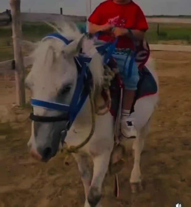 пони белая кобыла