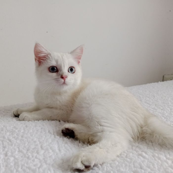Роскошные Шотланские котята
