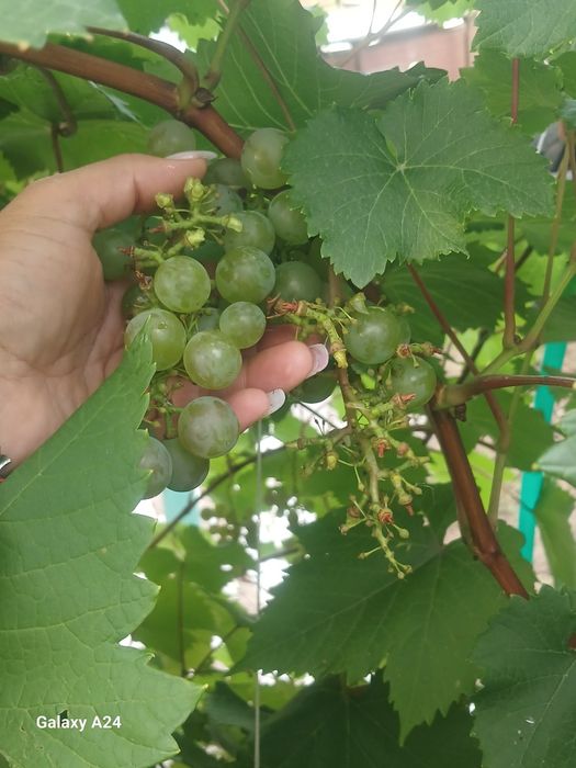 Срочно в рассрочку добротную дачу