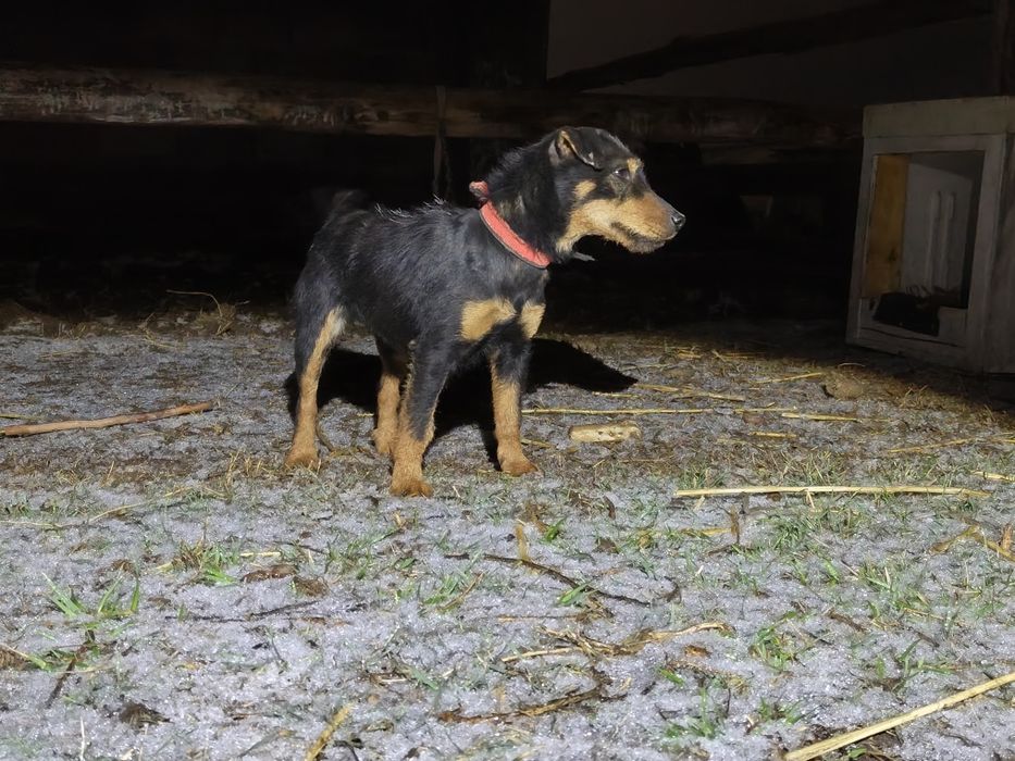 Ягдтерьер сатыладв