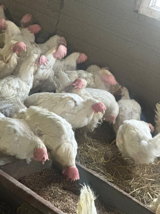 Куры несушки ОПТОМ и в РОЗНИЦУ