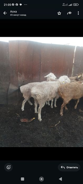 Қошқар сатамын 1 жас 6 ай