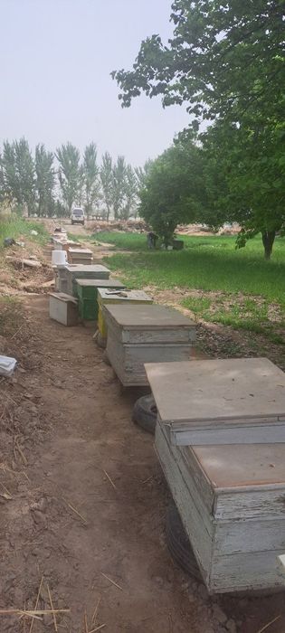 Sifatli Asal ari oilasi sotiladi