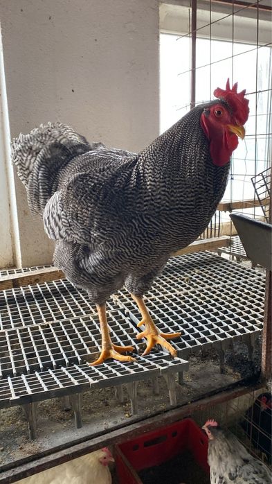 Araucana albastru 1+1 si cocos plymouth