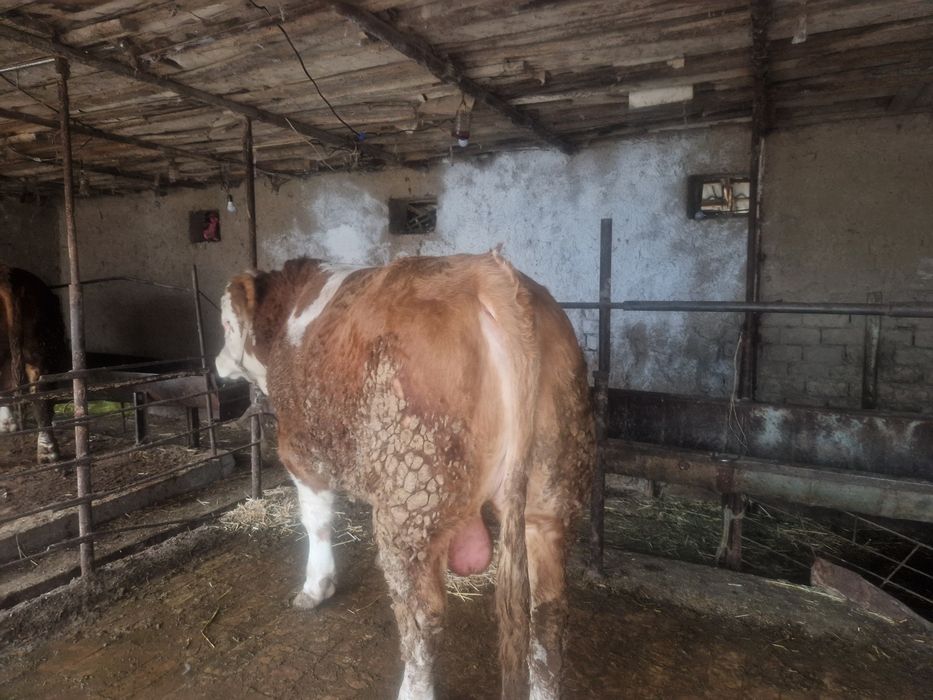 Бука сементал сотилади тоза