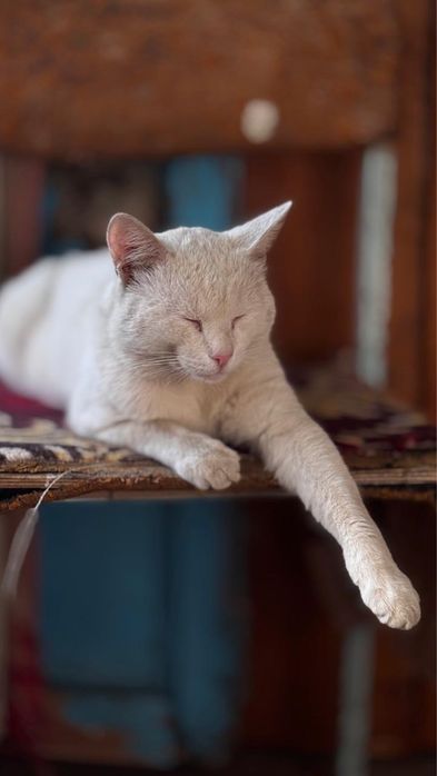 Пропал кот 4 годика