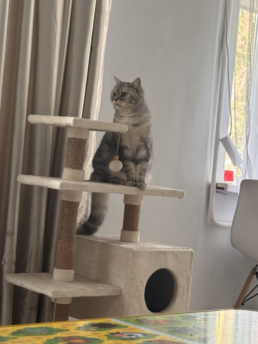 Британский-шиншила кот