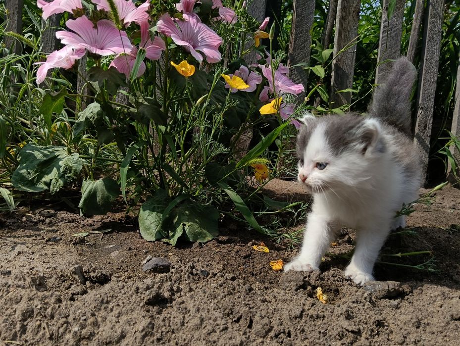 Очаровательные котята в добрые руки.