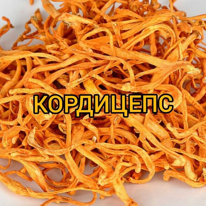 Кордицепс militaris | Премиум Башкирия | Плоды, мицелий и капсулы