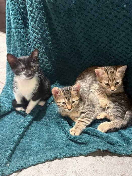 Подарявам котенца – домашни, игриви, свикнали с тоалетна