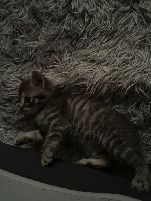 Отдам даром котенка
