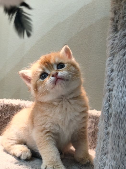 Шотландцы котята