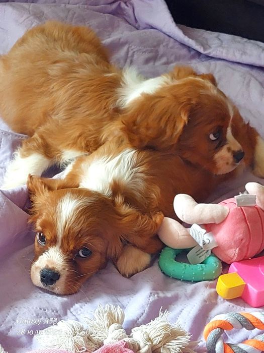 Cavalier King charles spaniels