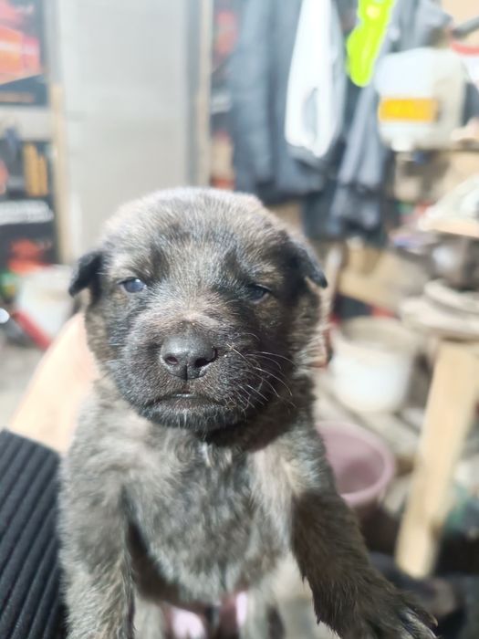 Отдам щенков овчарки даром