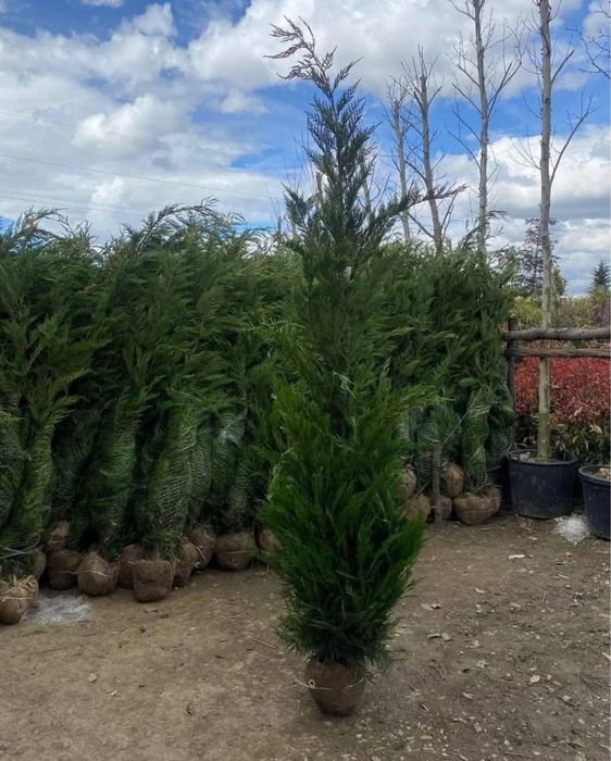 Leylandii cupresocyparis gard vii vesnic verde oriunde in tara