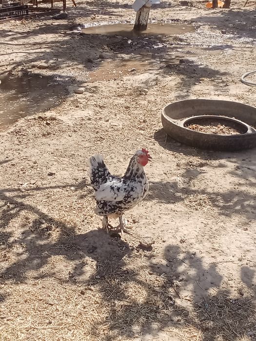 карликовые куры срочно