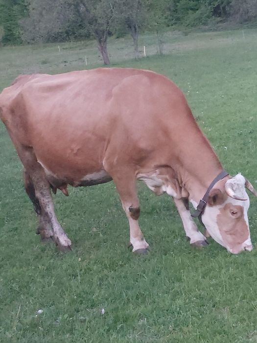 Vând vaca de lapte în vârstă de 7 ani