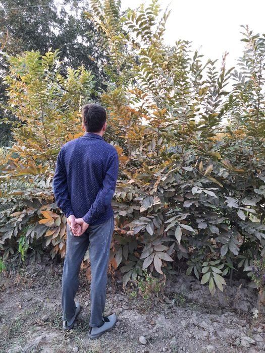 Pekan yonģoģi va kóchatlari sotiladi