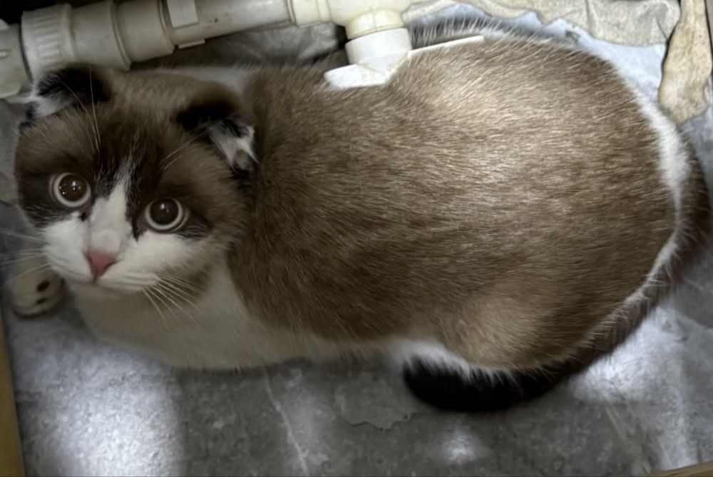 Шотландская кошка