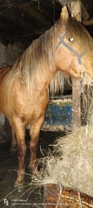 Жуас 10 жасар айғыр сатылады