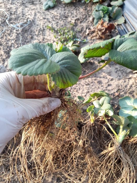 Stoloni căpșuni albion