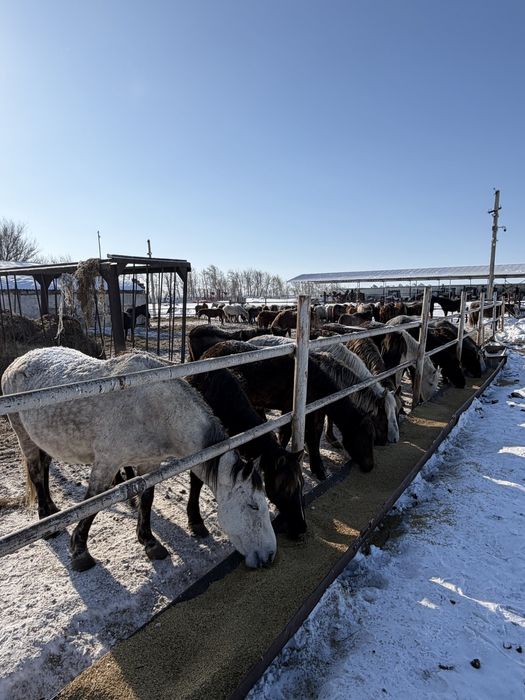 Продам лошадей с откорма