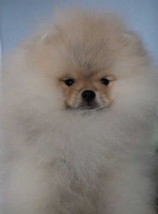 Страхотно момченце померан с родословие FCI