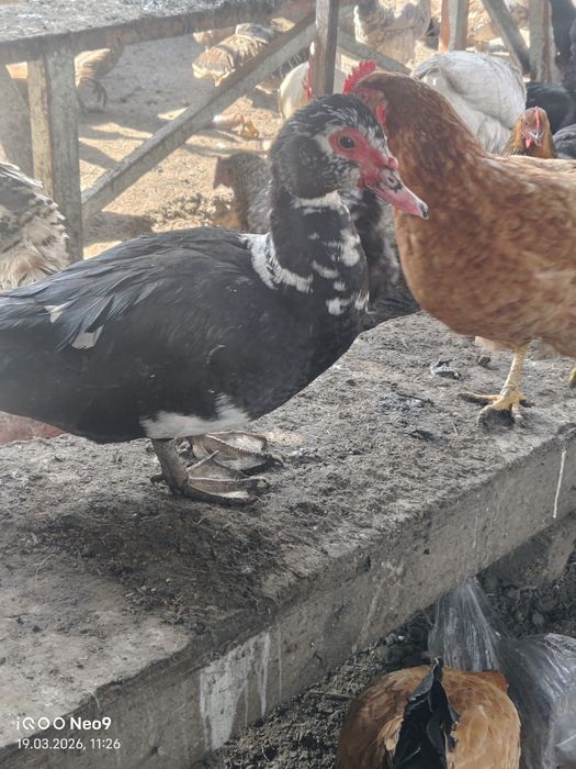 Продам индоуток молодых и взрослых