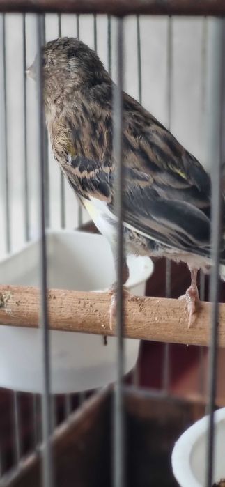 Авле молодойла 3-4 ойлик -  жуда тетик ва чиройли