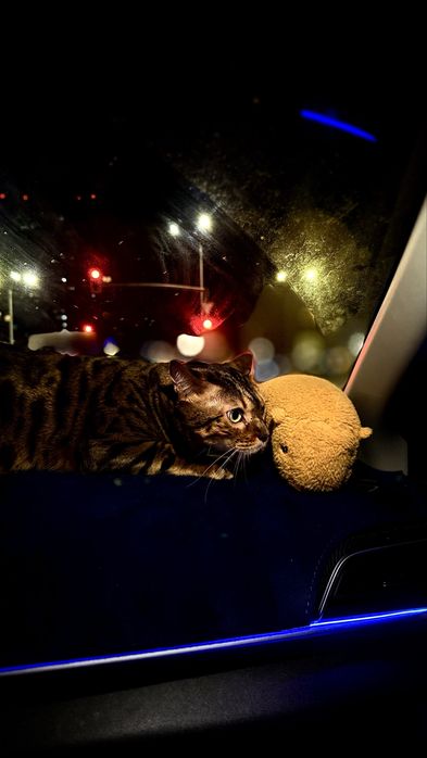 бенгальская кошка, привитая