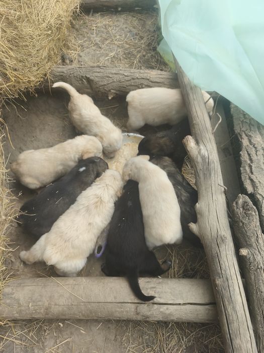 Donam căței toți băieți