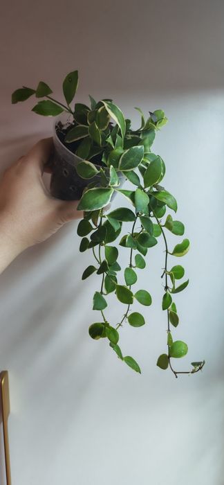 Продам Хойи разных сортов
