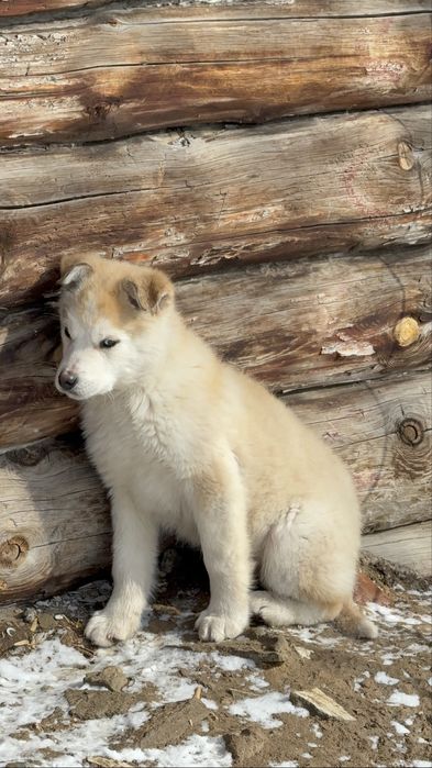 Продам щенка хаски