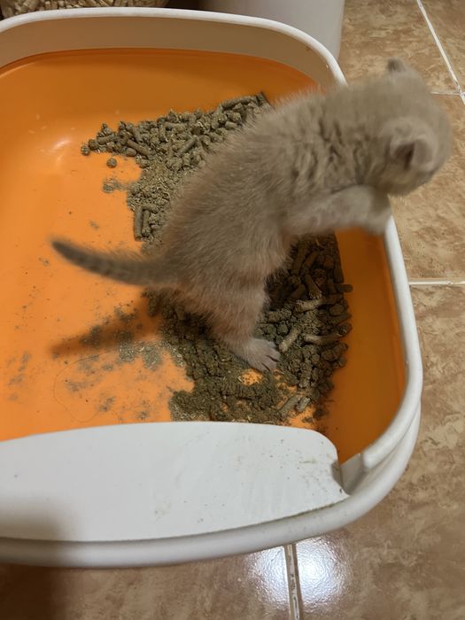 Скотиш фолд