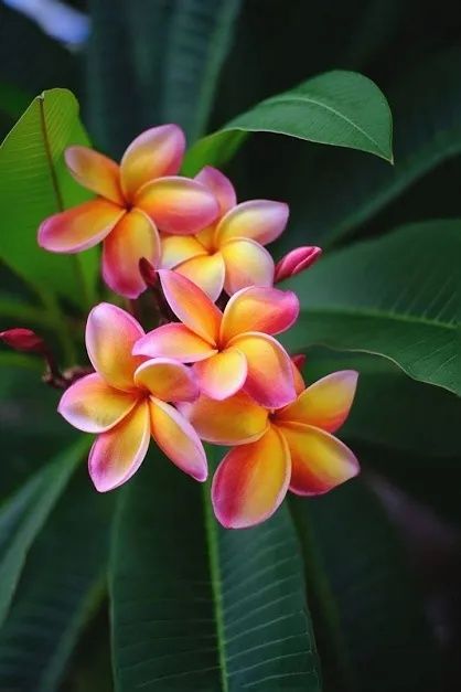Plumeria (Frangipani) plante mature in ghiveci