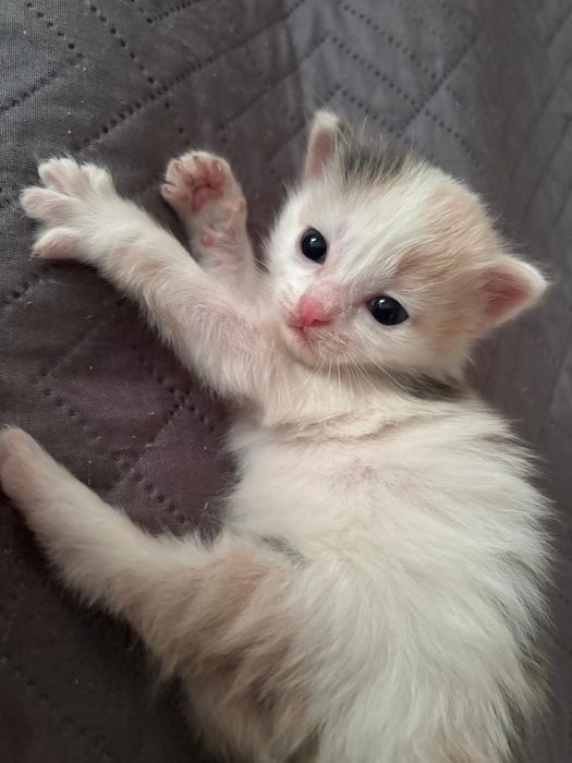 Отдам котят бесплатно
