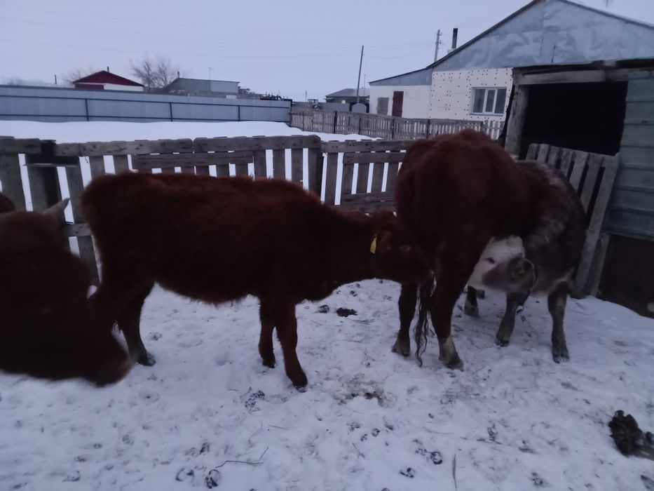 Молочные коровы продается