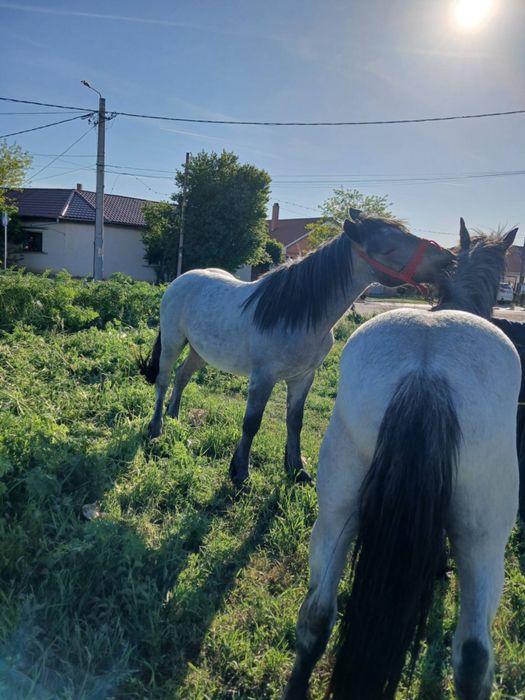 Cai de vamzare inpecabili mai multe detali la tel