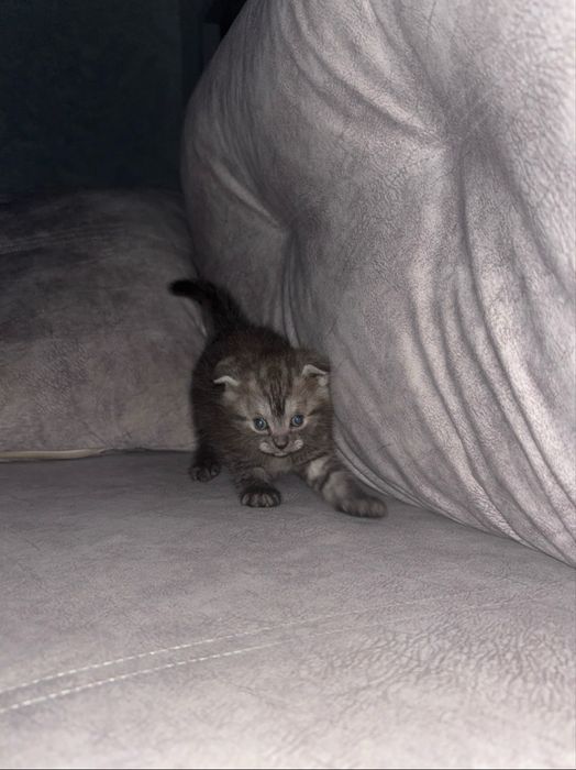 Продается котенок шотландский