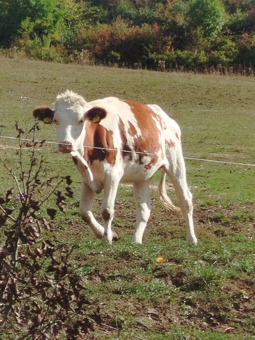 vând vițea de un an și 7 luni