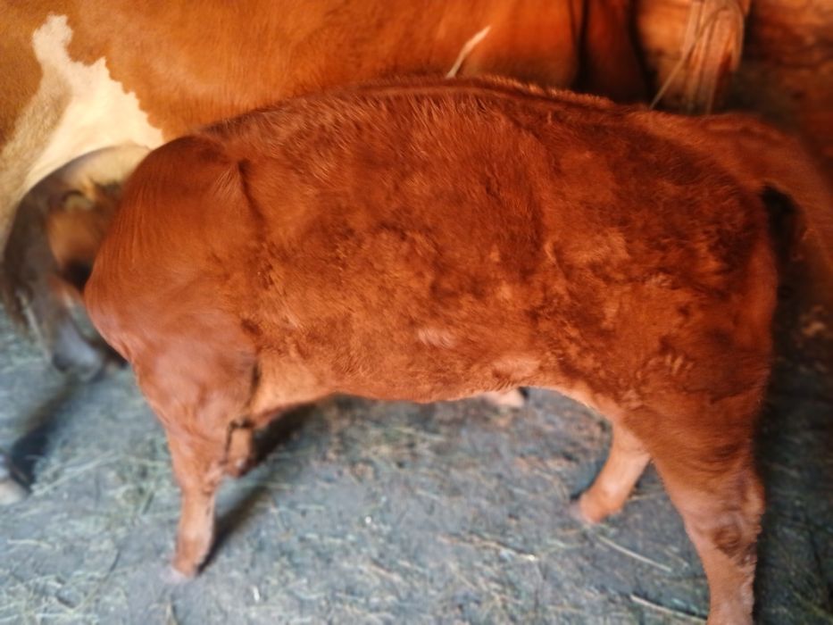 Vând vițea Angus