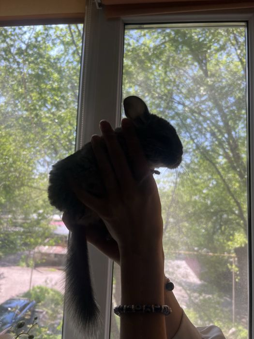 Продаю Шиншиллу мальчика