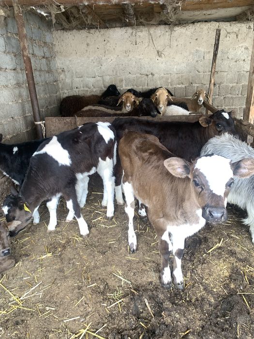 Сүтті сиырдын бұзаулары бар