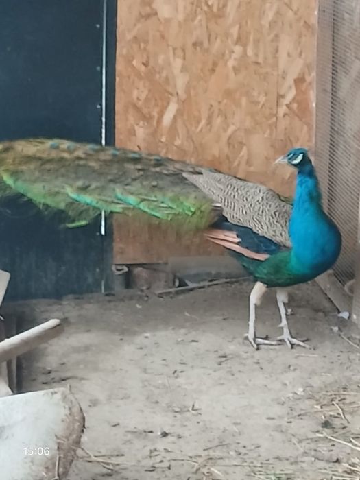 Павлиндар сатылады