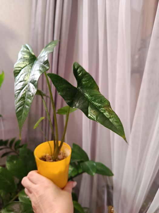 Большой выбор цветов .