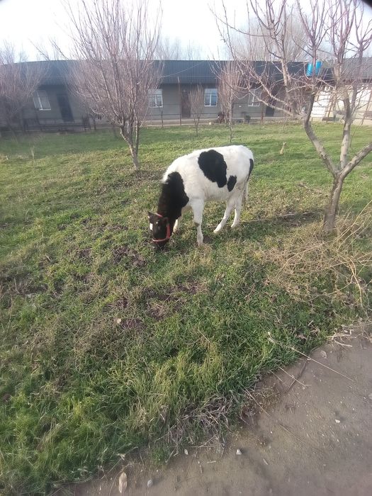 Бузавь сатылады 350мын