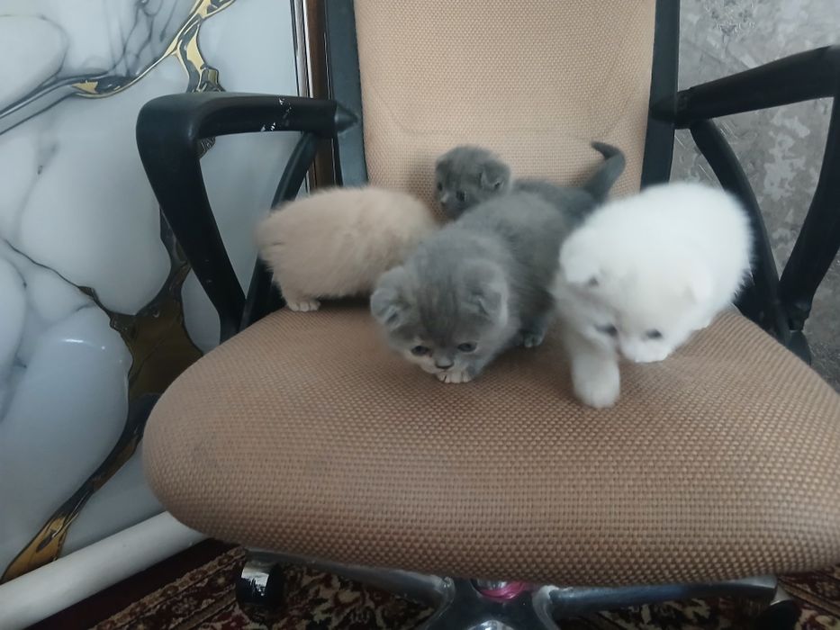 Zotdor mushuk bolalari